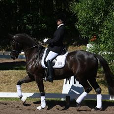 Trakehner Hertzlich Grønvang