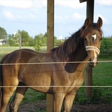 Anden særlig race Supremés My Lady