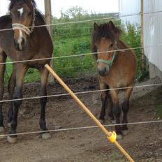 Shetlænder Stald Michas Little Matti