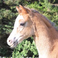 Welsh Pony (sec B) Sweet Surprise