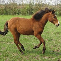 Belgisk Sportspony Bailey [Solgt]