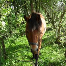 Anden særlig race Bølle Bob [Har redet]