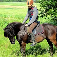 Anden særlig race Jolly - SOLGT -Savnet 