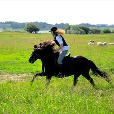 Anden særlig race Jolly - SOLGT -Savnet 