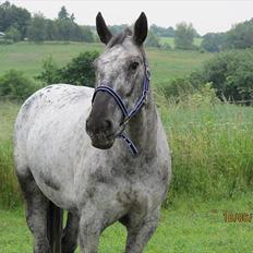 Knabstrupper Sunshine