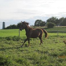 Anden særlig race tacas copy <3 R.i.P <3