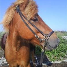 Islænder Sokrates (Min prins~Glemmer dig aldrig<3)