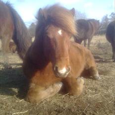 Islænder Sokrates (Min prins~Glemmer dig aldrig<3)