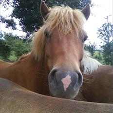 Islænder Sokrates (Min prins~Glemmer dig aldrig<3)