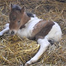 Shetlænder Celindo<3