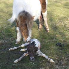 Shetlænder Celindo<3