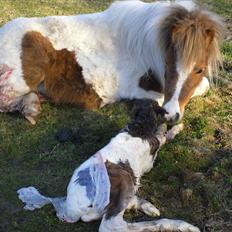 Shetlænder Celindo<3