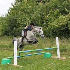 Hollandsk Sportspony Naomi