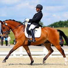 Trakehner Traumtänzchen