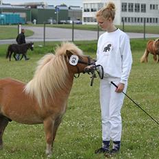 Shetlænder Charlie Allimac