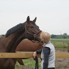 Hannoveraner Svanegårdens Rokokko