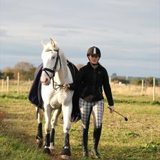 Knabstrupper Rughavens Shadow