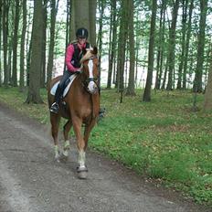 Anden særlig race Tiarco Brentedal