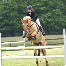 Anden særlig race Golden Dane (Bailey)