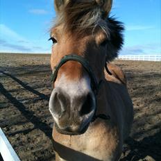 Fjordhest Viktor Knudsen