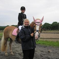 Haflinger Studgårdens Sally<3 *STJERNEN* Savnet :'(<3