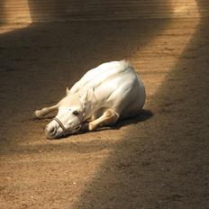Anden særlig race Heri's Skywalker Conall