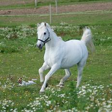 Anden særlig race Heri's Skywalker Conall