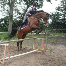 Arabisk fuldblod (OX) Deva