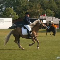 Haflinger Gildegaardens Havanna