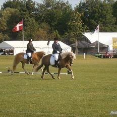 Haflinger Gildegaardens Havanna