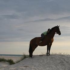 Dansk Varmblod Champagne VG (tidl. lånehest)