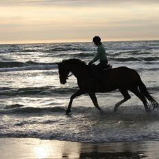 Dansk Varmblod Champagne VG (tidl. lånehest)