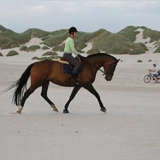 Dansk Varmblod Champagne VG (tidl. lånehest)