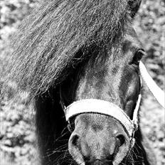 Shetlænder Tarzan Klinkenbjerg