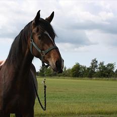 Holstener Prior´s Carmen