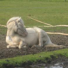 Anden særlig race Minigårdens Penny Lane