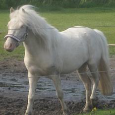 Anden særlig race Minigårdens Penny Lane