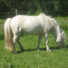 Anden særlig race Minigårdens Penny Lane