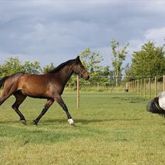 Holstener Prior´s Carmen