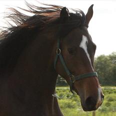 Holstener Prior´s Carmen