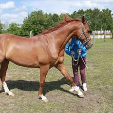 Arabisk fuldblod (OX) Sr Melekov