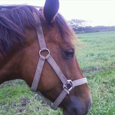 Anden særlig race Quinton