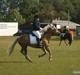 Haflinger Gildegaardens Havanna