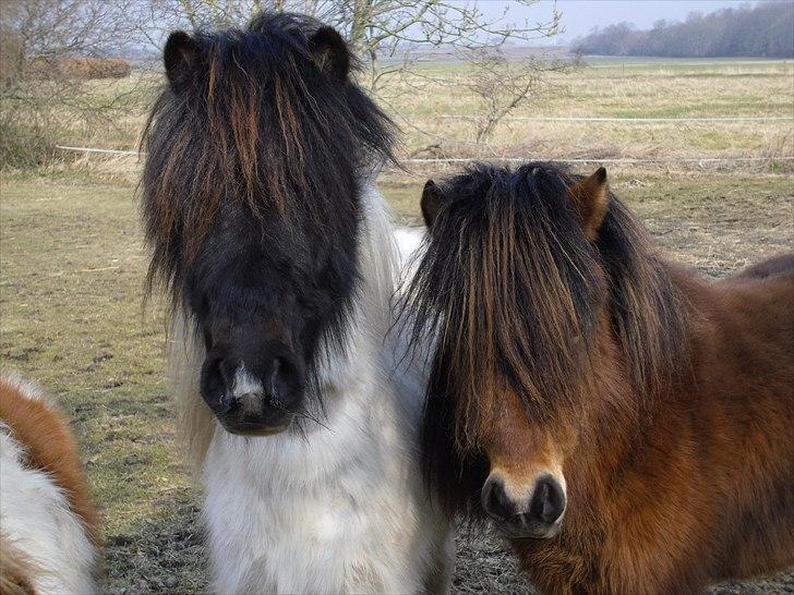 Shetlænder Candy<3 - Candy og Czami her til vinters(: billede 10