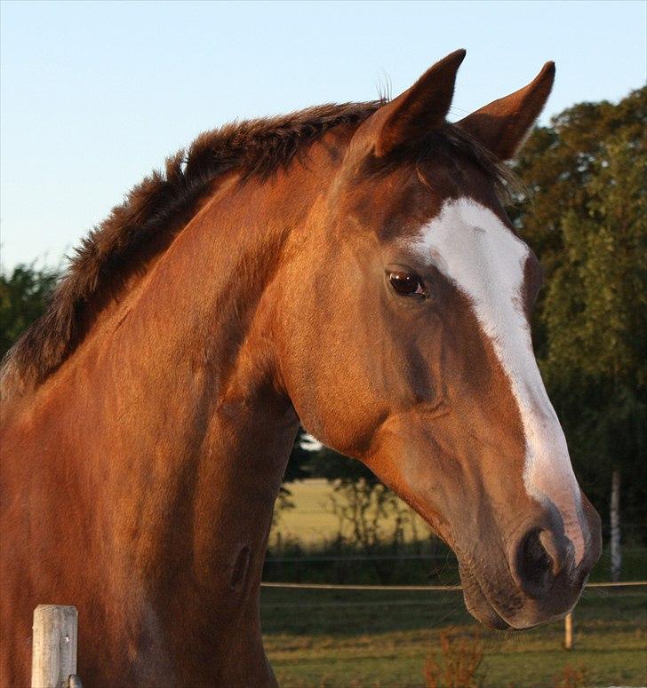 Dansk Varmblod Roma Rumperøv billede 1