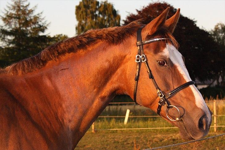 Dansk Varmblod Roma Rumperøv billede 7