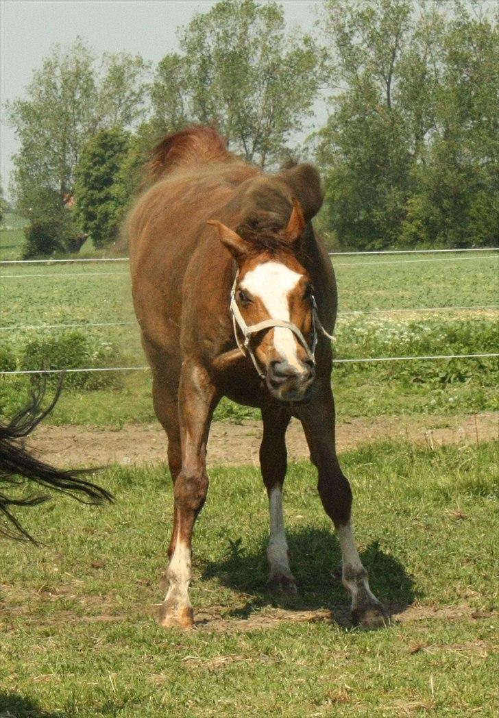 Dansk Varmblod Roma Rumperøv billede 10