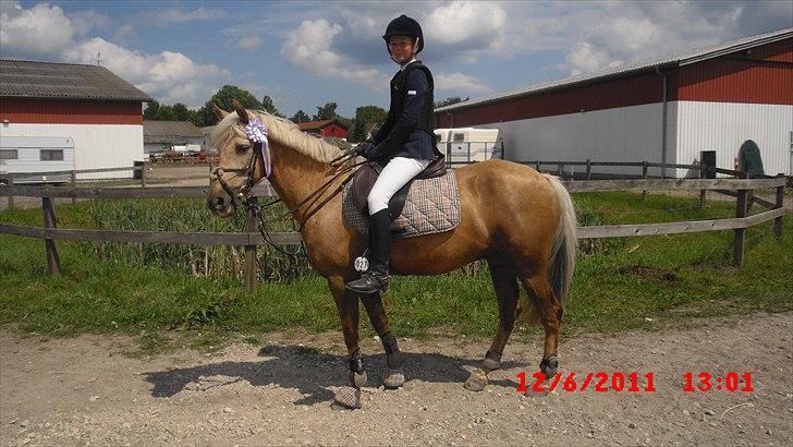 Irsk Sportspony Million Dollar Baby - ØSR d.12/6 2011 U-La**   Nice lilla roset (: billede 6