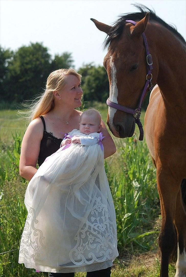 Dansk Varmblod Amour´s Don Cacier - ihhh i er så smukke begge to:O)
 billede 37