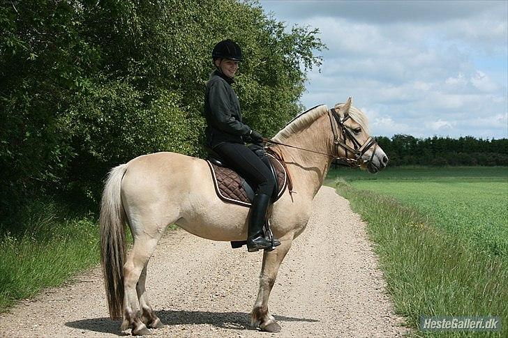 Fjordhest Hovgårdens Scarlett - Foto: Cecillie Zavareh
 billede 16